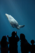 Green Sea Turtle (Chelonia mydas) watched by aquarium visitors, native worldwide