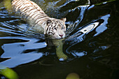 Bengal Tiger (Panthera tigris tigris), white morph, wading, native to India