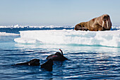 Walrus (Odobenus rosmarus) on ice floe with photographer, Svalbard, Norway