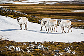 Svalbard Reindeer (Rangifer tarandus platyrhynchus) group in tundra, Svalbard, Norway
