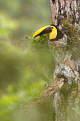 Chestnut-mandibled Toucan (Ramphastos swainsonii) in nest cavity, Costa Rica