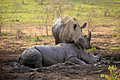 White Rhinoceros (Ceratotherium simum) pair wallowing in mud, Hluhluwe-Umfolozi Game Reserve, South Africa