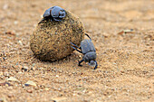 Dung Beetle (Scarabaeus sacer) pair rolling African Elephant (Loxodonta africana) dung ball, iSimangaliso Wetland Park, South Africa