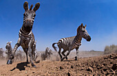 Burchell's Zebra (Equus burchellii) herd running, Masai Mara, Kenya