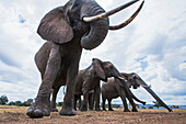 African Elephant (Loxodonta africana) herd, Masai Mara, Kenya