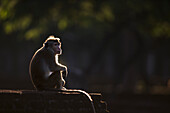 Toque Macaque (Macaca sinica) male on ancient ruins, Polonnaruwa, Sri Lanka