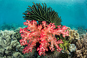 Soft Coral (Dendronephthya sp) in coral reef, Raja Ampat Islands, Indonesia