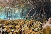 Soft Coral (Sinularia sp) in magroves, Raja Ampat Islands, Indonesia