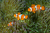 Clown Anemonefish (Amphiprion ocellaris) trio in Magnificent Sea Anemone (Heteractis magnifica), Raja Ampat Islands, Indonesia