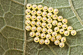 Stink Bug (Pentatomidae) eggs, Antananarivo, Madagascar