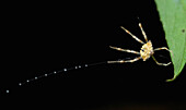 Orb-weaver Spider (Acantharachne milloti) hunting with bolas, Andasibe-Mantadia National Park, Antananarivo, Madagascar