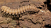 Millipede, Khao Yai National Park, Thailand