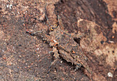 Pygmy Grasshopper (Tetrigidae) camouflaged on rock, Danum Valley Conservation Area, Sabah, Borneo, Malaysia