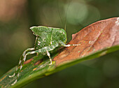 Katydid (Anapolisia maculosa) juvenile, Leticia, Amazon, Colombia