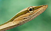 Green-striped Vine Snake (Philodryas argentea), Yasuni National Park, Ecuador