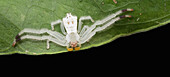 Crab Spider (Thomisidae), Udzungwa Mountains National Park, Tanzania