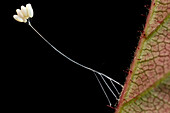 Green Lacewing (Nineta sp) eggs, Kerinci Seblat National Park, Sumatra, Indonesia