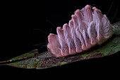 Flannel Moth (Megalopygidae) caterpillar, Yasuni National Park, Ecuador
