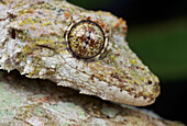 Sabah Flying Gecko (Ptychozoon rhacophorus), Mount Kinabalu National Park, Sabah, Borneo, Malaysia