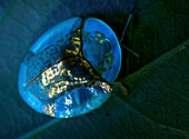 Leaf Beetle (Chrysomelidae), photographed under UV light, Udzungwa Mountains National Park, Tanzania
