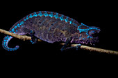 Horned Leaf Chameleon (Brookesia superciliaris), Ranomafana National Park, Madagascar