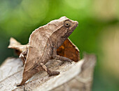 Bearded Leaf Chameleon (Rieppeleon brevicaudatus), Amani Nature Reserve, Tanzania