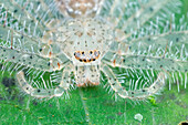 Giant Crab Spider (Sparassidae) juvenile, Hitoy Cerere Biological Reserve, Costa Rica