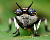 Horse Fly (Tabanidae), Danum Valley Conservation Area, Sabah, Borneo, Malaysia
