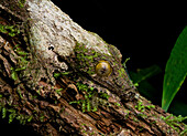 Leaf-tailed Gecko (Uroplatus sikorae) camouflaged on tree, Andasibe-Mantadia National Park, Madagascar