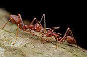 Green Tree Ant (Oecophylla smaragdina) pair exchanging food, Angkor Wat, Cambodia