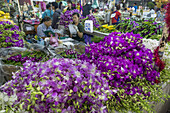 Pak Khlong Talat, Blumenmarkt, orchids, Bangkok, Thailand