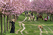 Cherry blossom, Teltow, Mauerweg, former DDR border , kids with horse, japanese women, near Berlin, Brandenburg