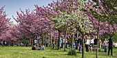 Cherry blossom, Teltow, Mauerweg, former DDR border , near Berlin, Brandenburg