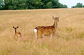 France, Haute Saone, Private park, Sika Deer (Cervus nippon), female and young.