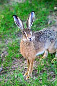 France, Haute Saone, European hare (Lepus capensis).