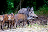France, Haute Saone, Private park, Wild Boar (Sus scrofa), sow with youngs.