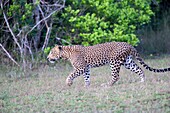 Sri Lanka, Northwest Coast of Sri Lanka, Sri Lankan Leopard Panthera pardus kotiya), walking.