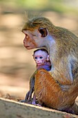 Sri Lanka, Yala national park, Toque macaque (Macaca sinica).