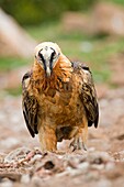 Europe, Spain, Catalonia, Lerida province, Boumort, Bearded vulture at the feeding station in the game reserve, adult on the ground.