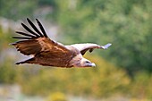 Europe, Spain, Catalonia, Lerida province, Boumort, Griffon vulture in the game reserve, feeding station.