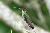 Rivoli's hummingbird (Eugenes fulgens), female, Monteverde Biological Reserve. Costa Rica.
