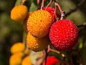 Madroño, Strawberry Tree Arbutus unedo. Sierra Blanca forest near Refugio Juanar, Ojen Malaga province Costa del Sol. Andalusia southern Spain.