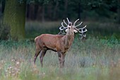 Red Deer, Cervus elaphus, Rutting Season, Roaring, Germany, Europe.