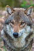 Wolf, Canis Lupus, Portrait, Germany, Europe.