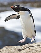 Rockhopper Penguin (Eudyptes chrysocome), subspecies western rockhopper penguin (Eudyptes chrysocome chrysocome). South America, Falkland Islands, January.