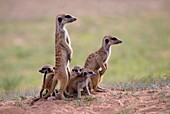 Suricate (Suricata suricatta), alert to the possible attack of a predator. While watching the rest of the group is dedicated to hunt all kinds of insects, scorpions and small snakes. Kgalagadi Transfrontier Park, Kalahari desert, South Africa/Botswana.