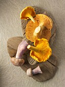 Fresh picked wiild chanterelle or girolle (Cantharellus cibarius), Pied de Mouton Mushrooms (hydnum repandum) or hedgehog mushrooms, Pied Bleu, blewitt or blue foot mushrooms (Clitocybe nuda).