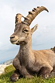 Alpine Ibex (Capra ibex), adult male lying on meadow, Niederhorn, Bernese Oberland, Switzerland.