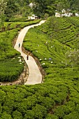 Tea picking, Watawala area, near Hatton, Central Province, Sri Lanka.