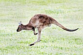 Kangaroo Island Kangaroo also called Sooty Kangaroo hopping (Macropus fuliginosus) Kangaroo Island, Australia.
